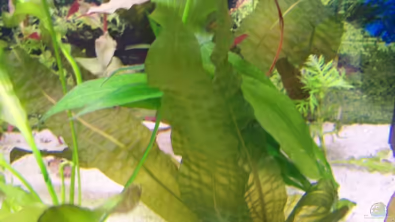 Aponogeton boivinianus im Aquarium pflanzen (Einrichtungsbeispiele mit Große genoppte Wasserähre)