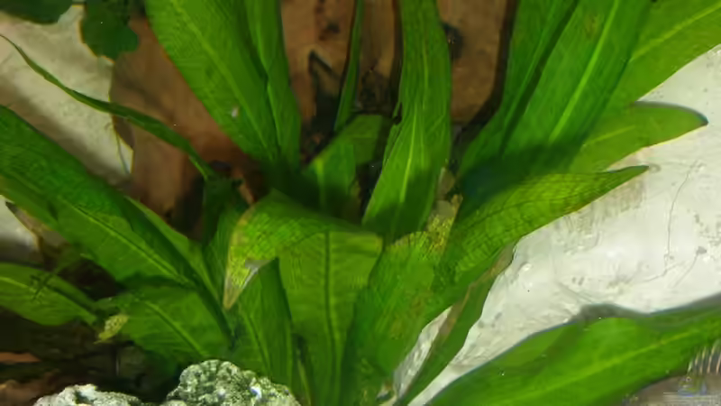 Aponogeton boivinianus im Aquarium pflanzen (Einrichtungsbeispiele mit Große genoppte Wasserähre)