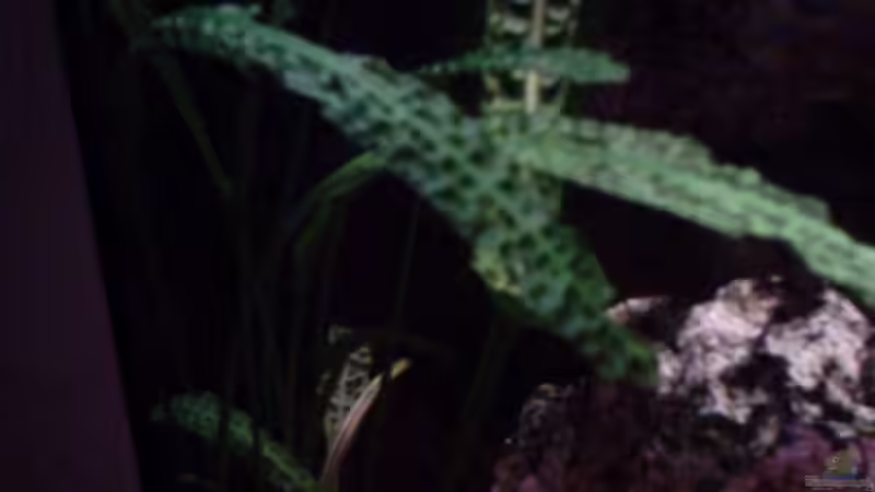 Aponogeton bullosus van Bruggen  von Maurice Overheu (9)