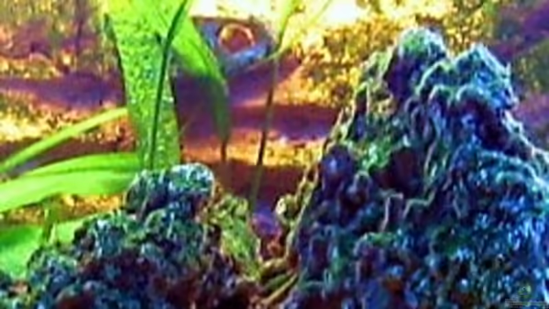 Aponogeton bullosus van Bruggen von Dennis V12 (10)