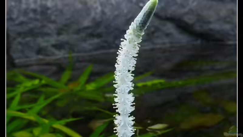 Aponogeton crispus - Blüte von *Dominique* (14)