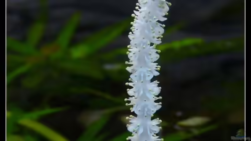 Aponogeton crispus - Blüte von *Dominique* (15)