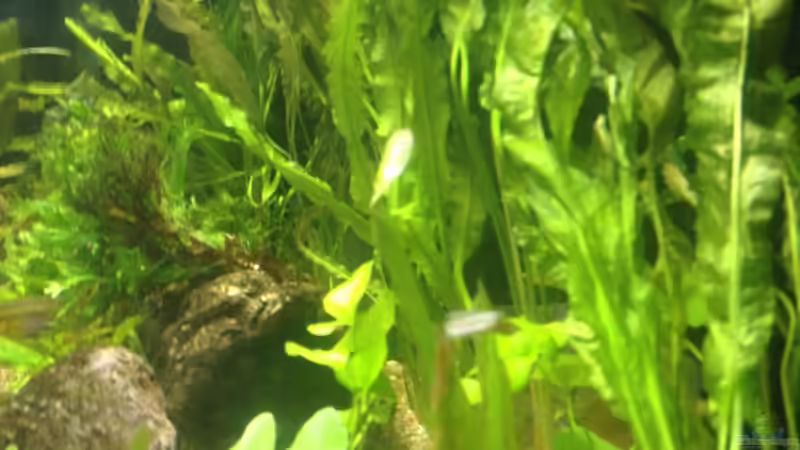 Aponogeton Crispus und Microsorium Wildenovii von schmitzkatze (7)