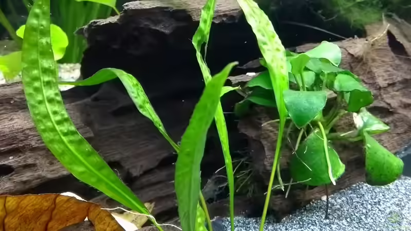 Aponogeton longiplumulosus im Aquarium pflanzen (Einrichtungsbeispiele mit Gewellte Madagaskar-Wasserähre)
