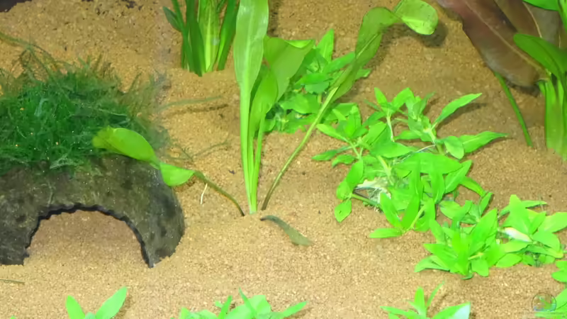 Aponogeton madagascariensis von coachdriver_uwe (36)