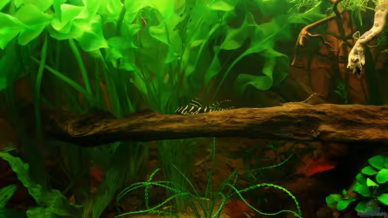 Aponogeton ulvaceus + L 204 22.05.11 von ~Marco~ (22)