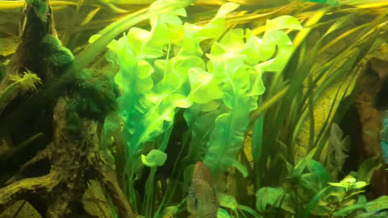 aponogeton ulvaceus - von dieer Pflanze würde ich gern noch 1-2 Exemplare einsetzen von Sirko Fricke (25)