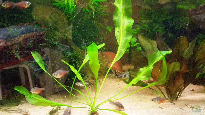 Aponogeton ulvaceus, hat gerade die Ruhepause hinter sich und schlägt neu aus. Wenn er groß ist bekommt er einen anderen Platz. von WSS (14)
