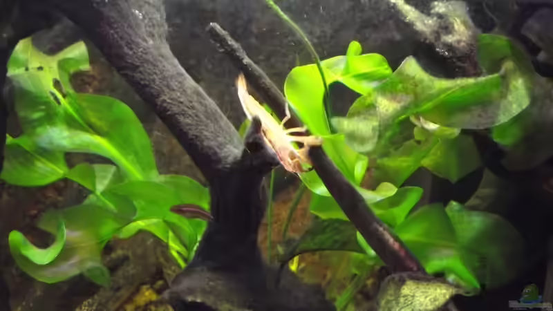 Aponogeton ulvaceus mit Molukkengarnele von Dr. Manhattan (20)