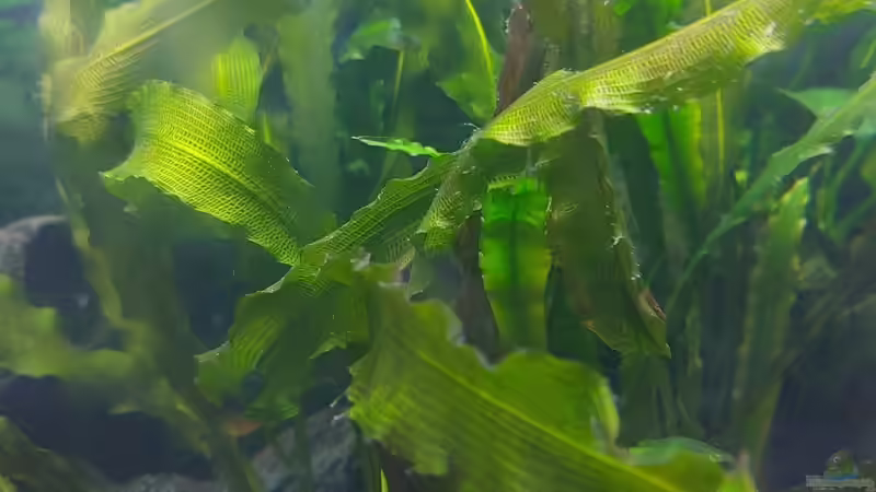 Aponogeton von ErfurtOldy (11)