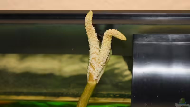 Aponogeton (Wasserähre) blüht von Springer (33)