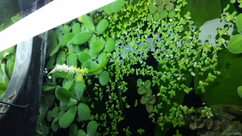 Aponogetonblüte :) von NRW (31)