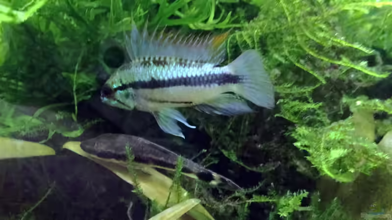 Apostogramma trifasciata von Der Südamerikaner (10)