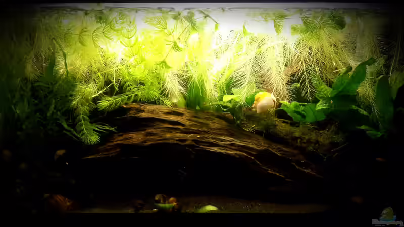 Apple Snail Waterhome