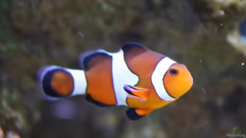 Apr. 2009 von Stephan Ascher (49)