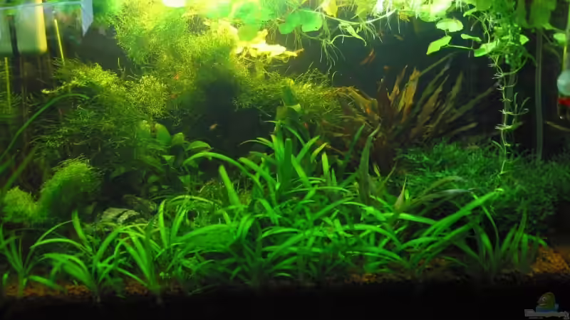 April 2008 - Front von Insulaner (13)