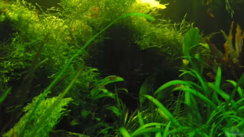 April 2008 - Links von Insulaner (10)