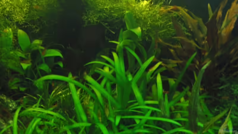 April 2008 - Mitte von Insulaner (9)