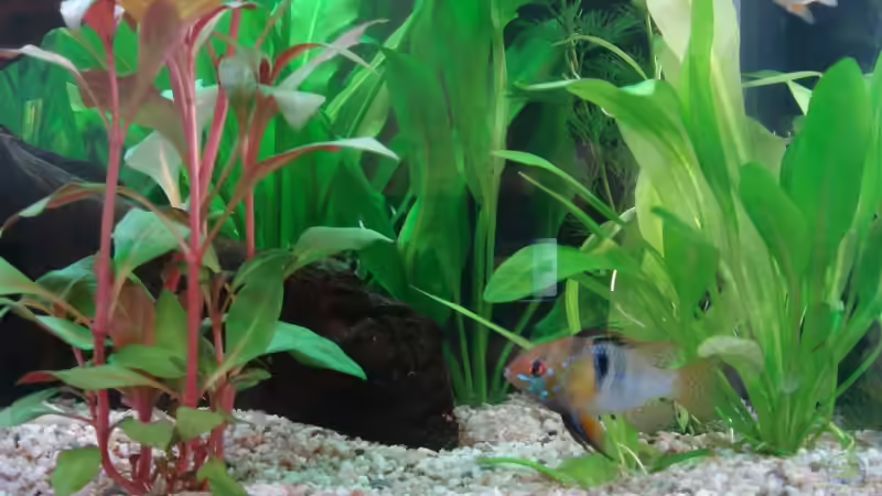 April 2008 von Thomas Weyhofen (11)