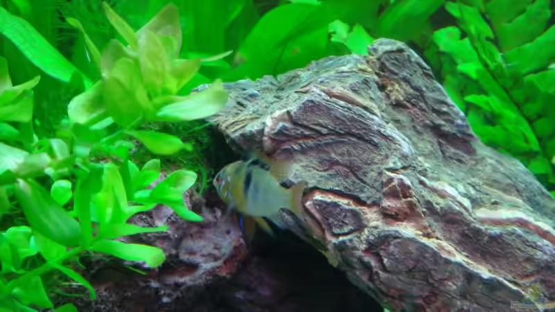 April 2008 von Thomas Weyhofen (12)