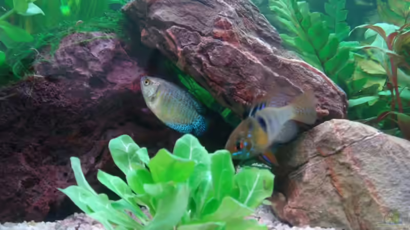 April 2008 von Thomas Weyhofen (13)