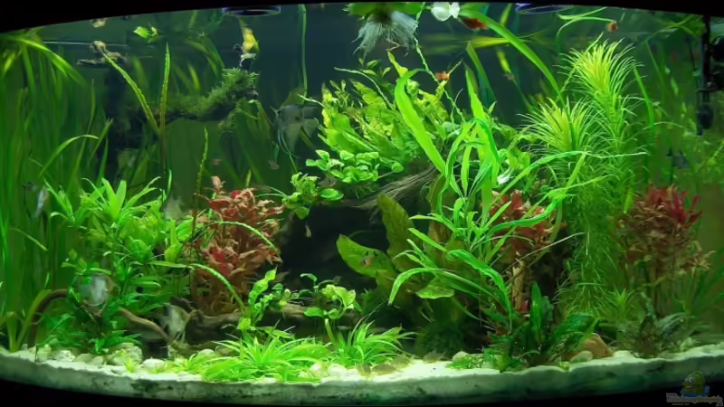 April 2009 von Der Siems (14)