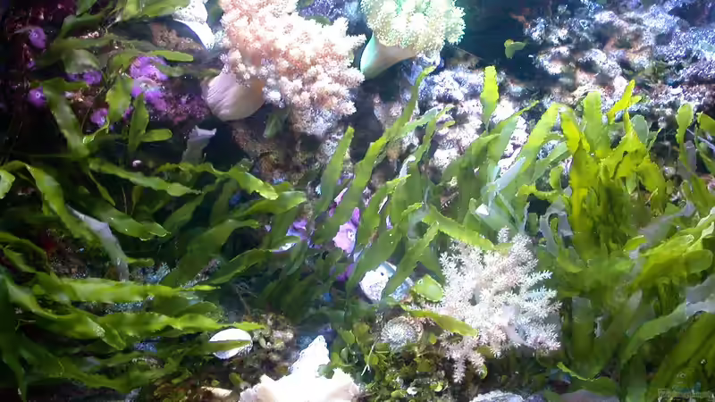 April 2010 von Bacalhau (1)