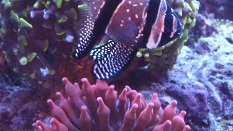 April 2011 von Stephan Ascher (60)