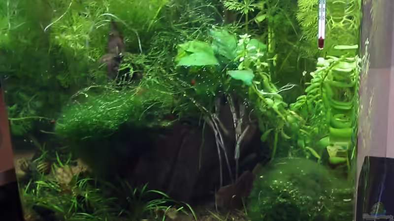 April 2012 von TinaMarie (10)