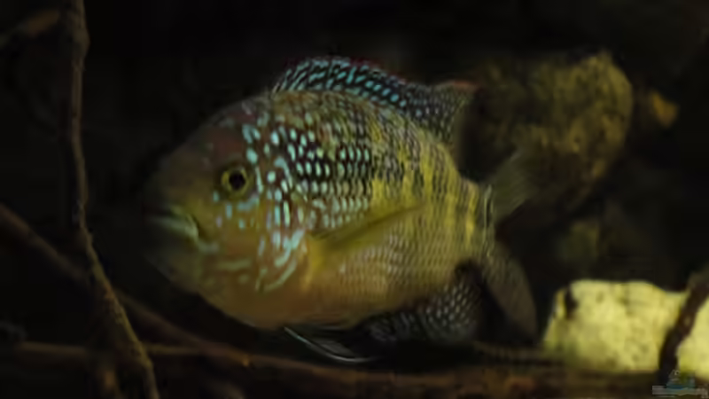 April 2015 von Laura (48)