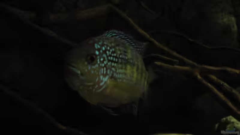 April 2015 von Laura (54)