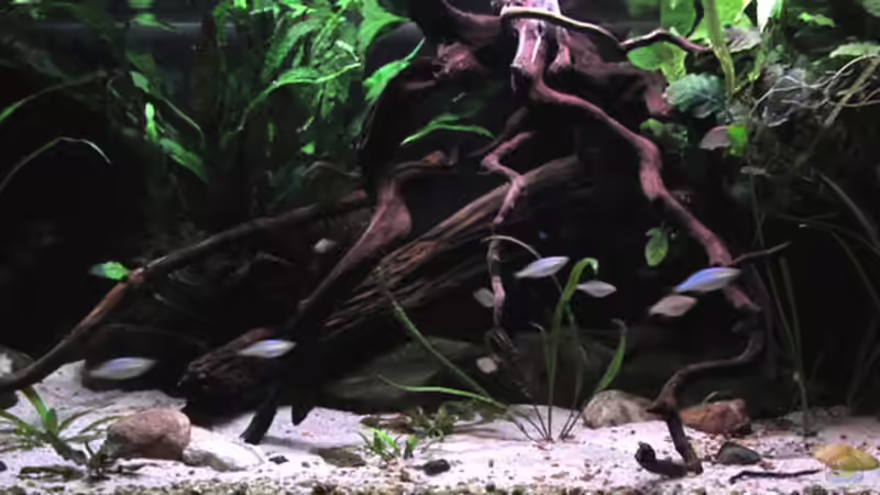 April 2015 von wsc (6)