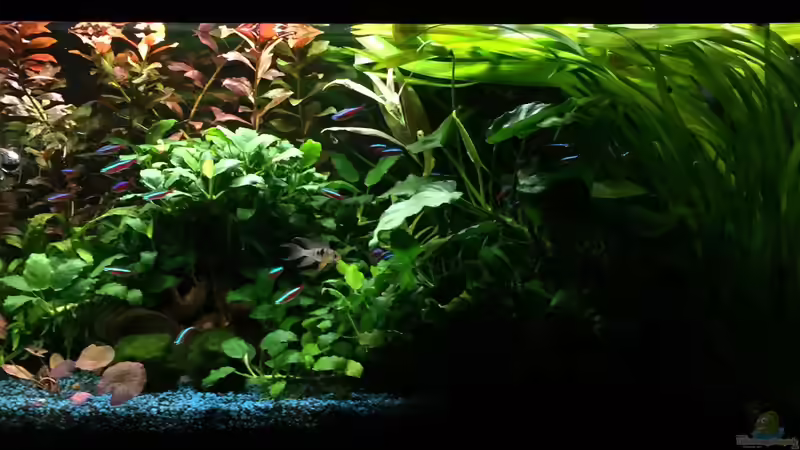 April 2016 von Yasmine (2)