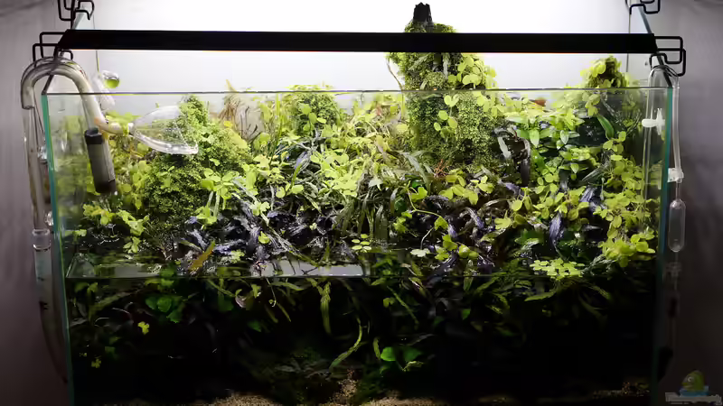 April 2018 beim Wasserwechsel von Micha... (49)