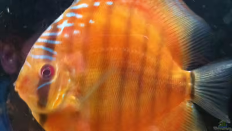 April13 von maxarl (36)