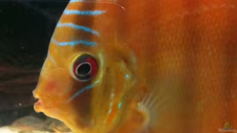 April13 von maxarl (42)