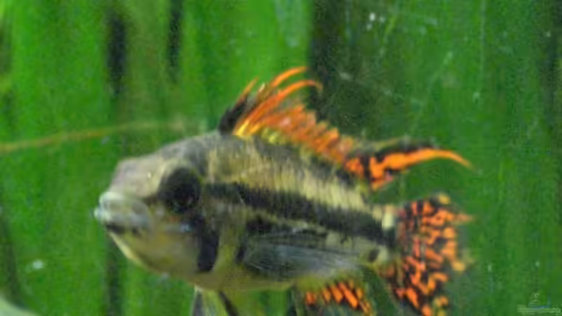 Apstogramma cacatuoides M von Oliver Bäcker (15)