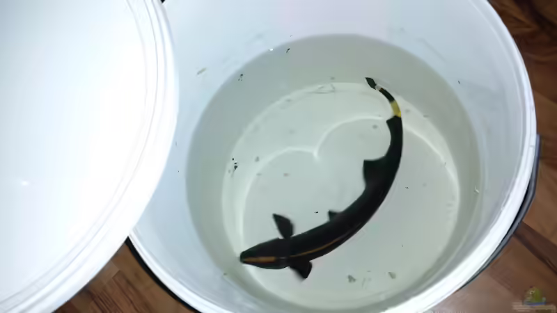 Apteronotus Albinfrons von NRW (47)