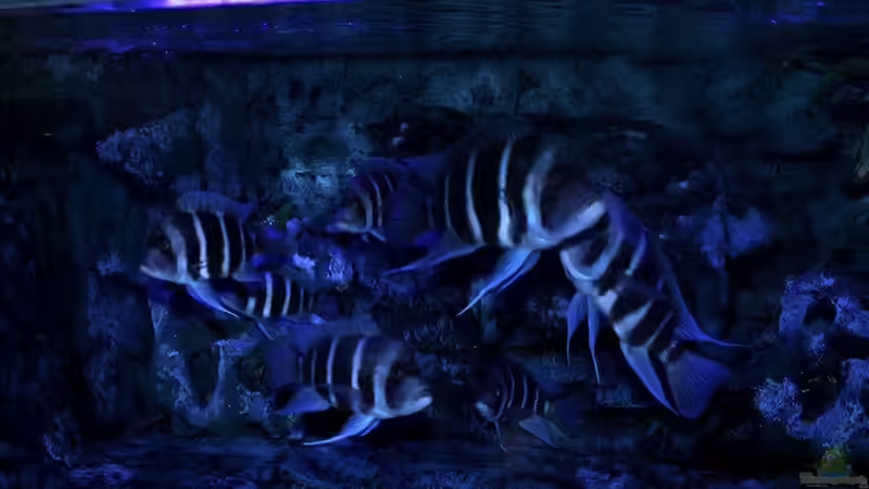 AQ - Ausschnitt von Hanno K (2)