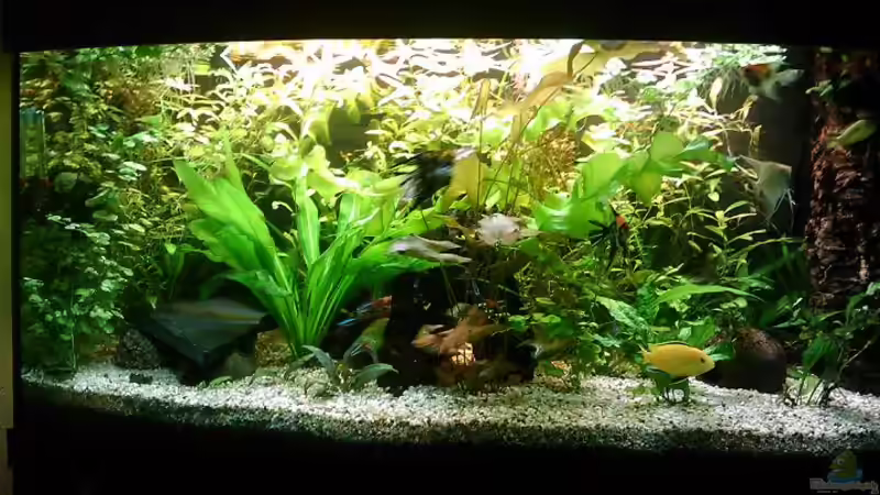 AQ 08.09 von korabol (1)