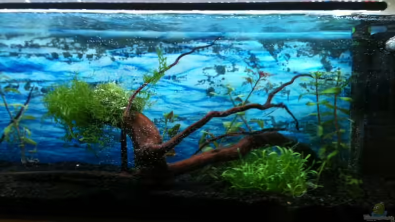 AQ 10.04.11 - Moorwurzel von Pebbel (9)