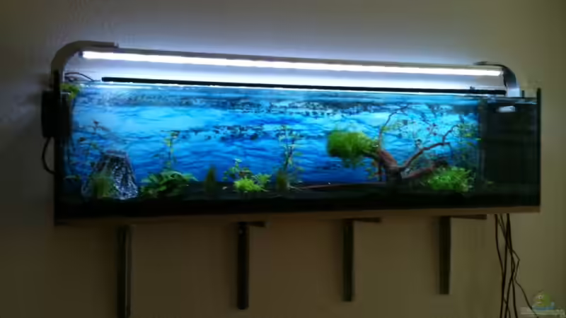 AQ 10.04.11 (1) von Pebbel (6)