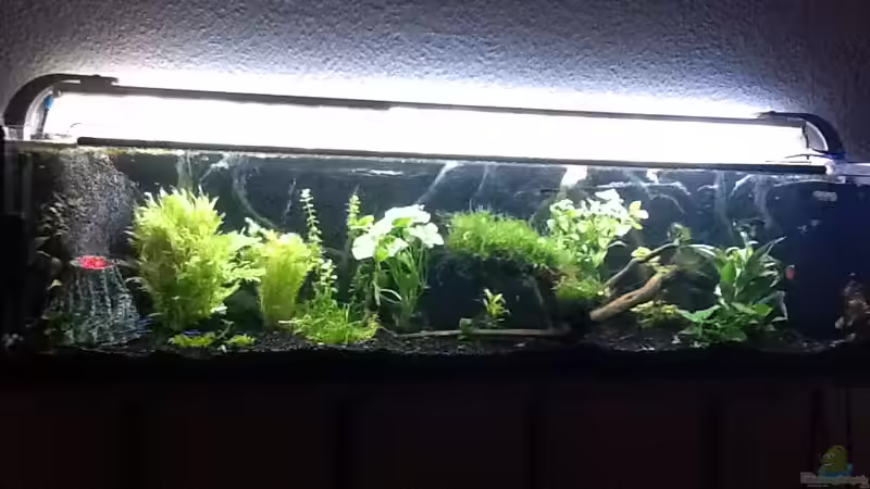 AQ 25.07.11 (1) von Pebbel (1)