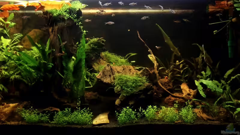 AQ am 02.11.12 von Annika (3)