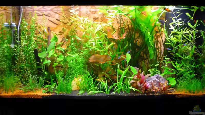 AQ am 06.06.09 von Sabrina & Dirk Bergmann (3)