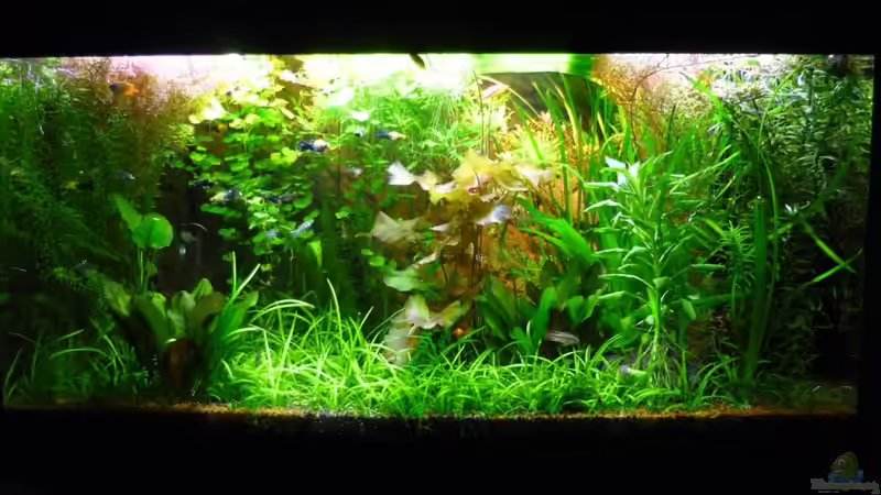 AQ am 07.02.10 von Sabrina & Dirk Bergmann (6)