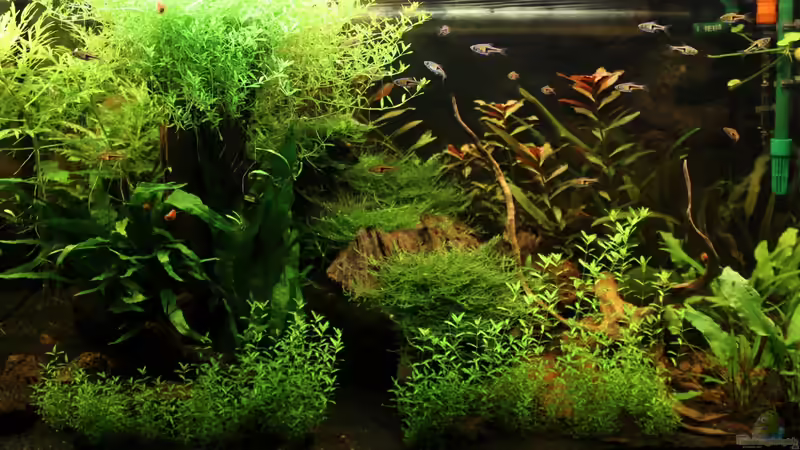 AQ am 11.12..12 von Annika (1)