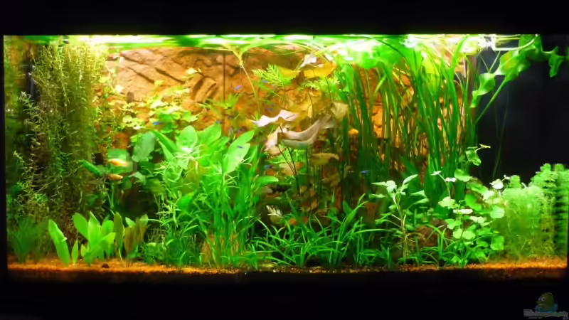 AQ am 12.09.09 von Sabrina & Dirk Bergmann (5)