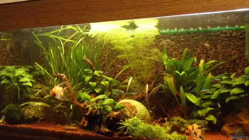 AQ am 18-07-08 von Dick van Veenen (1)