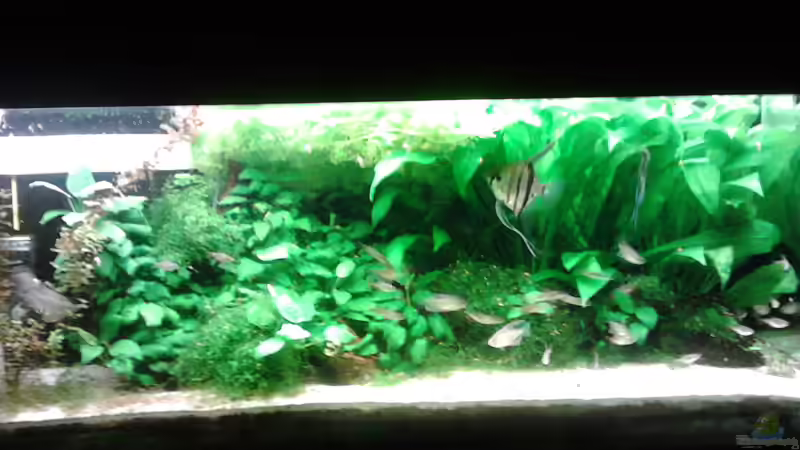 AQ ca. 1 Jahr nach Neueinrichtung von Aquaristik Freund (4)